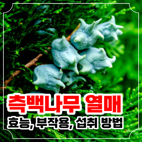 측백나무 열매 효능 부작용