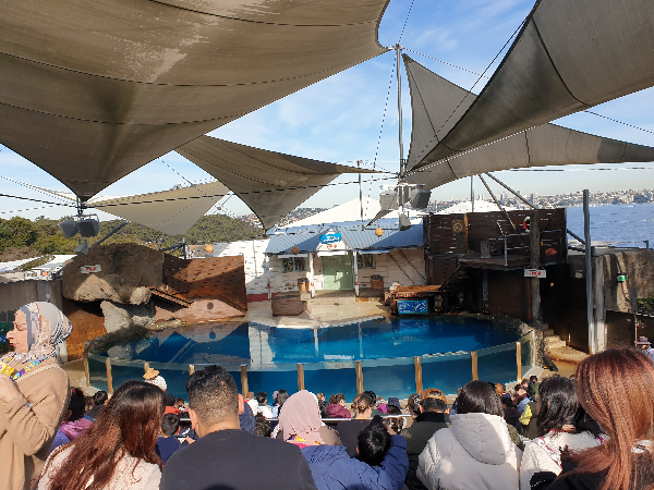 시드니 타롱가 주(Taronga Zoo) 데이트_물개쇼