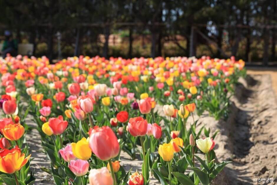 신안 가볼만한곳 베스트 10