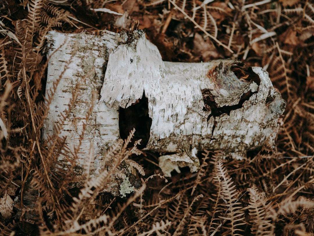 Agarwood.