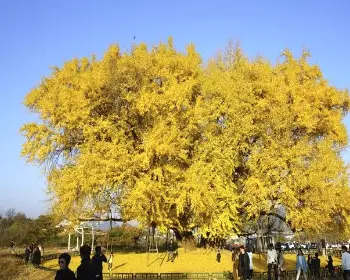 반계리 은행나무_12