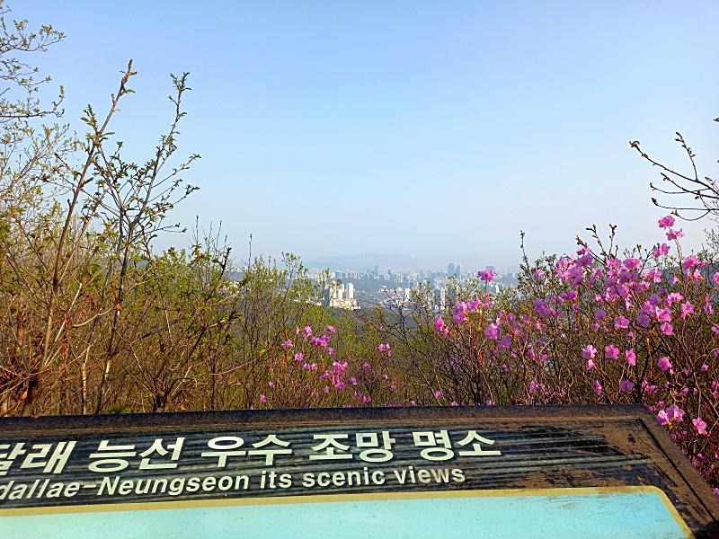 청계산 진달래능선