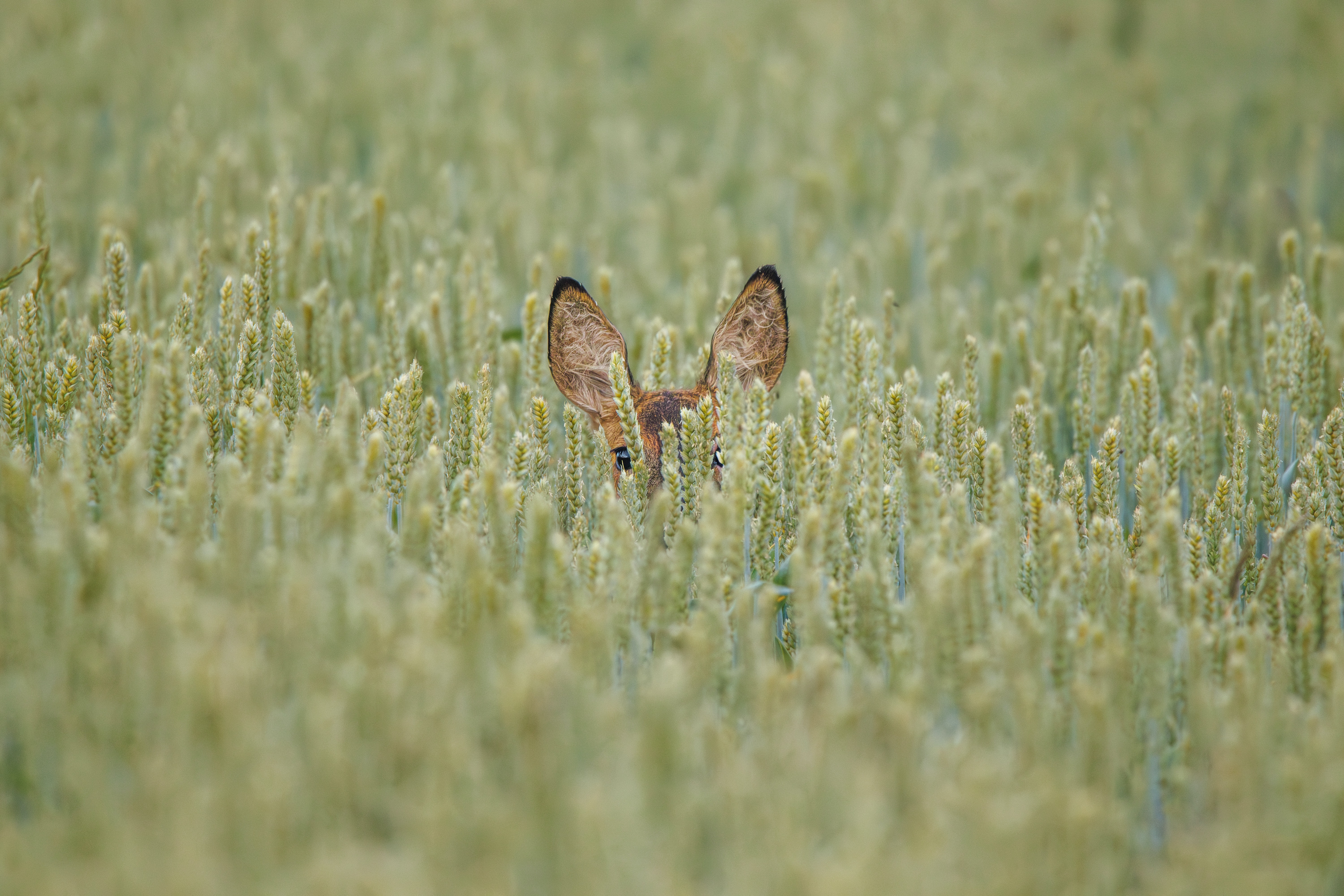 이석증 원인과 증상 자가치료법