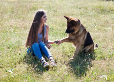 사람에게 손을 대고 있는 저먼 셰퍼드 도그