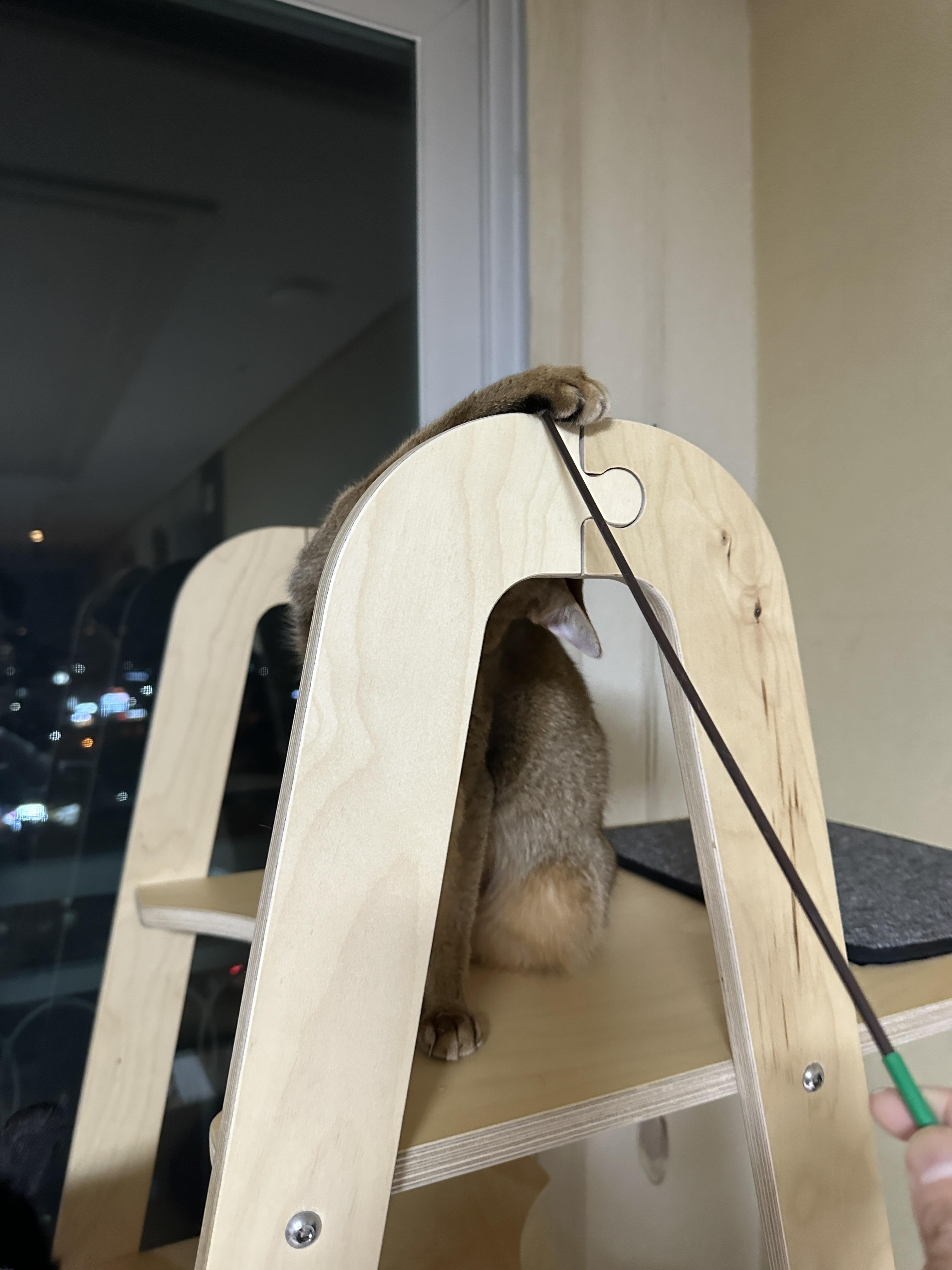 한마리의 아기맹수가 되어버린 아비시니안 루디 (feat.루디는 사냥중)