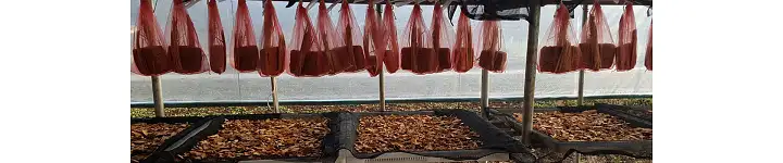 6시내고향 경남 고성 시금치 파는 곳 전국 택배 온라인 전화 주문 추천