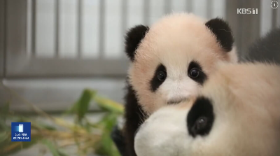 아기-푸바오-사진