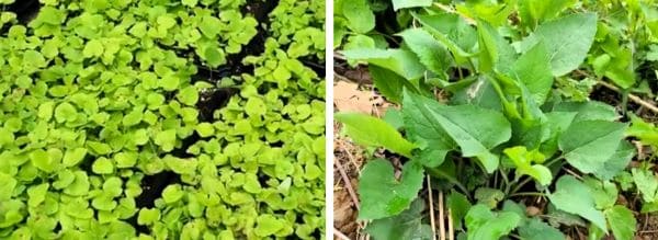 참취-취나물-재배법-모종-심는방법-정식방법-재배관리-웃거름-물관리-차광관리