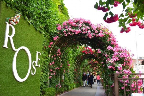 2024 서울장미축제 기간, 소개