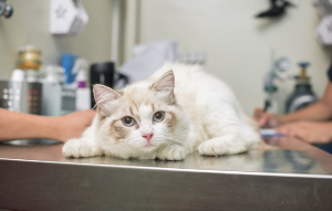 불안해 보이는 고양이