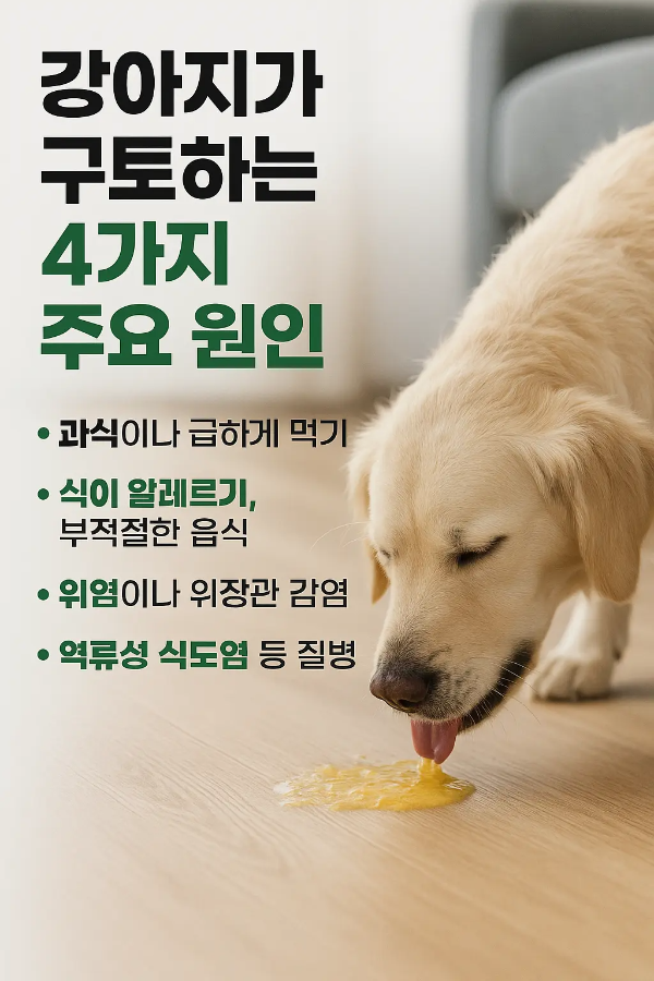 강아지가 구토하는 4가지 주요 원인(과식, 알레르기, 위염, 역류성 식도염)을 정리한 실사 인포그래픽 이미지