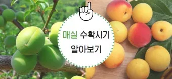 매실 수확시기 중부지방 남부지방 광양 지역별 정리_39