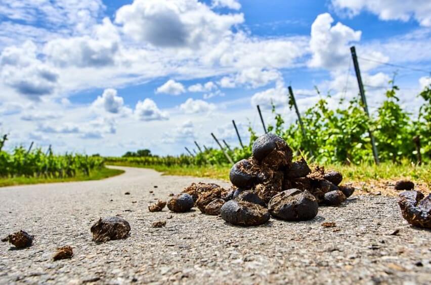 똥 먹는 꿈해몽