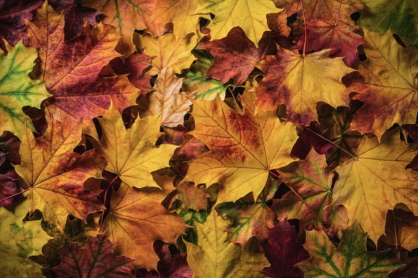 가을에 맞는 글귀