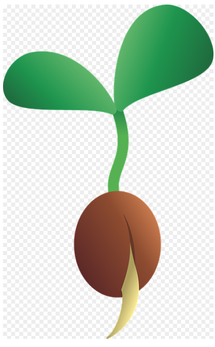 서리태 파종시기