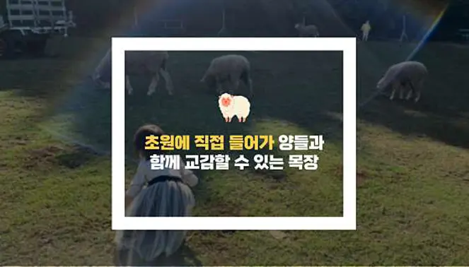 남해양떼목장 양모리학교