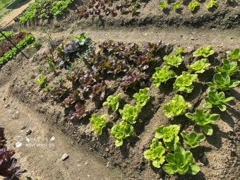 물주기와 비료관리