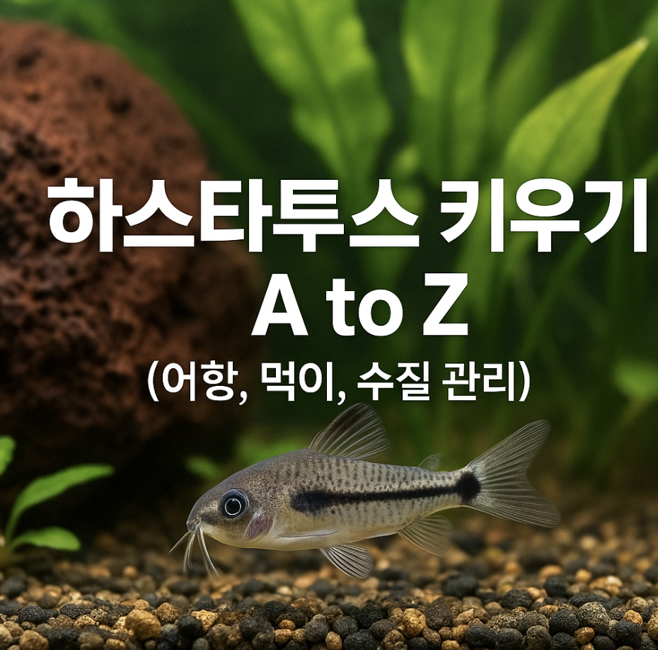 하스타투스 키우기 A to Z (어항, 먹이, 수질 관리)