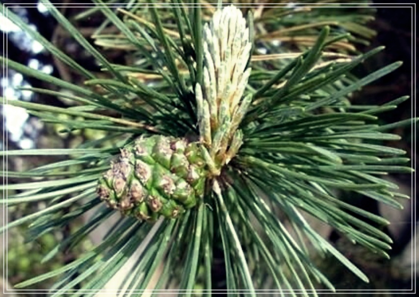 솔잎차 효능 5가지