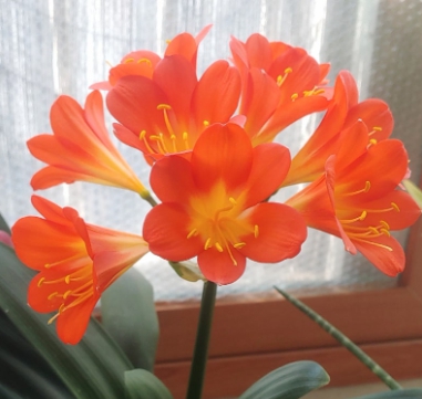 겨울 꽃 군자란