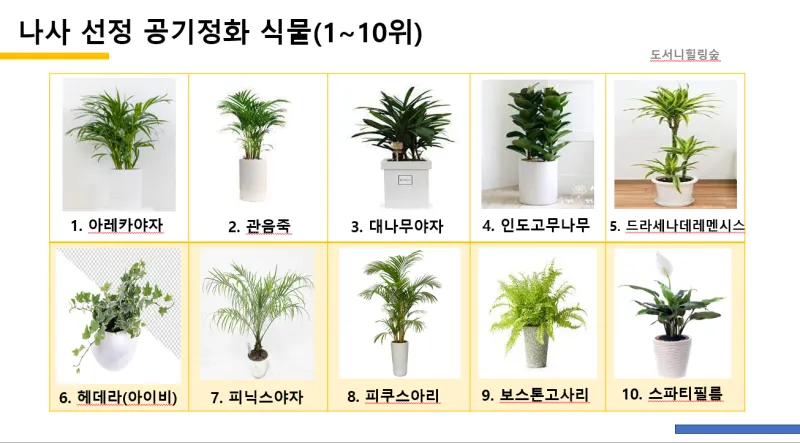 공기정화식물 추천 초보친화 관리쉬운 종류 물주기 빛 관리 가이드_2
