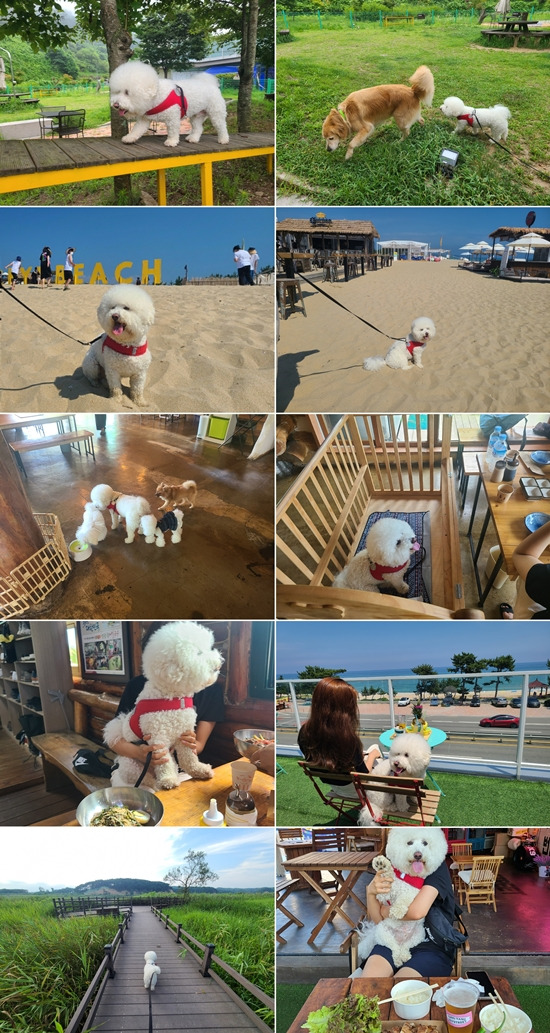 반려견 놀이터 및 식당 사진