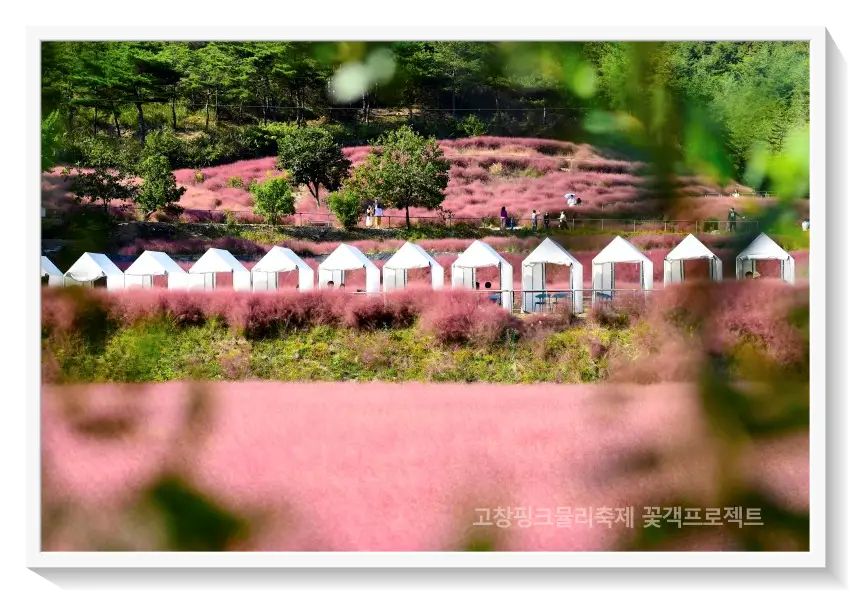 고창핑크뮬리축제
