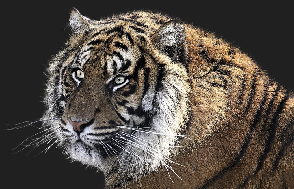 2026년 호랑이띠 운세 총정리 재물운&middot;건강운&middot;성공운 완벽 해석