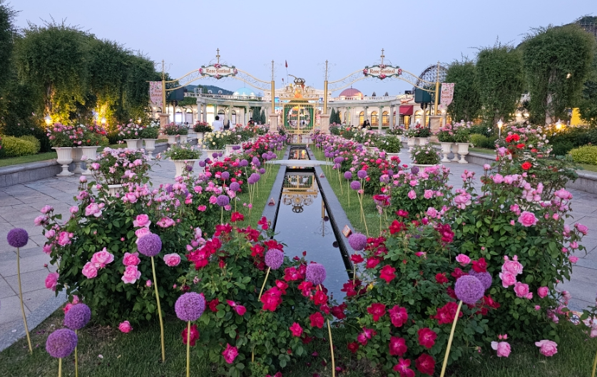 에버랜드 장미축제