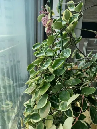 호야 키우기 꽃피우기 번식법 알고 물주기_8