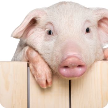 돼지꿈 꾸면 로또 재물과 행운을 부르는 돼지 꿈해몽 총정리