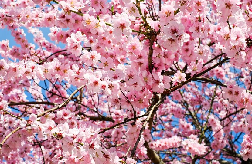 진해군항제 벚꽃축제 일정 및 행사안내