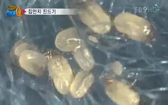 침구 진드기 햇볕 건조와 고온 살균 보관법_12
