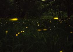화담숲 반딧불이 이벤트