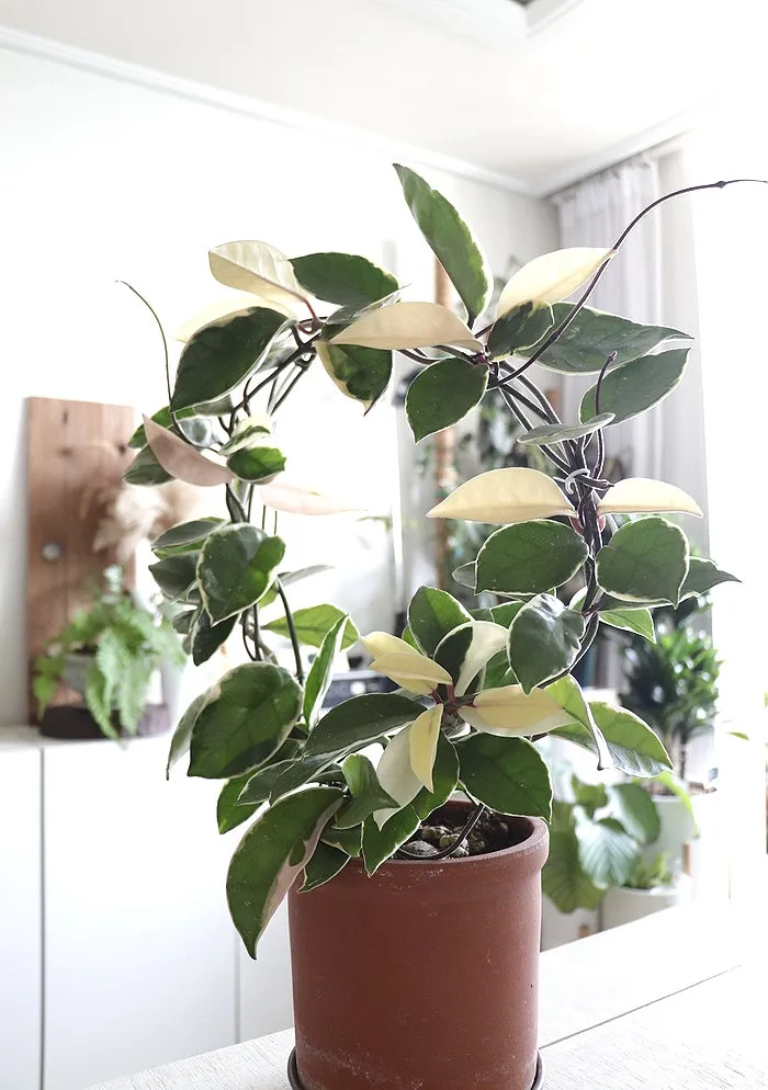 호야 키우기 꽃피우기 번식법 알고 물주기_7