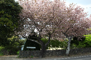 제주겹벚꽃 #제주여행 #제주봄꽃명소 #제주도겹벚꽃 #제주사진맛집 #4월제주여행 #겹벚꽃명소 #제주시겹벚꽃 #서귀포겹벚꽃 #제주봄여행추천