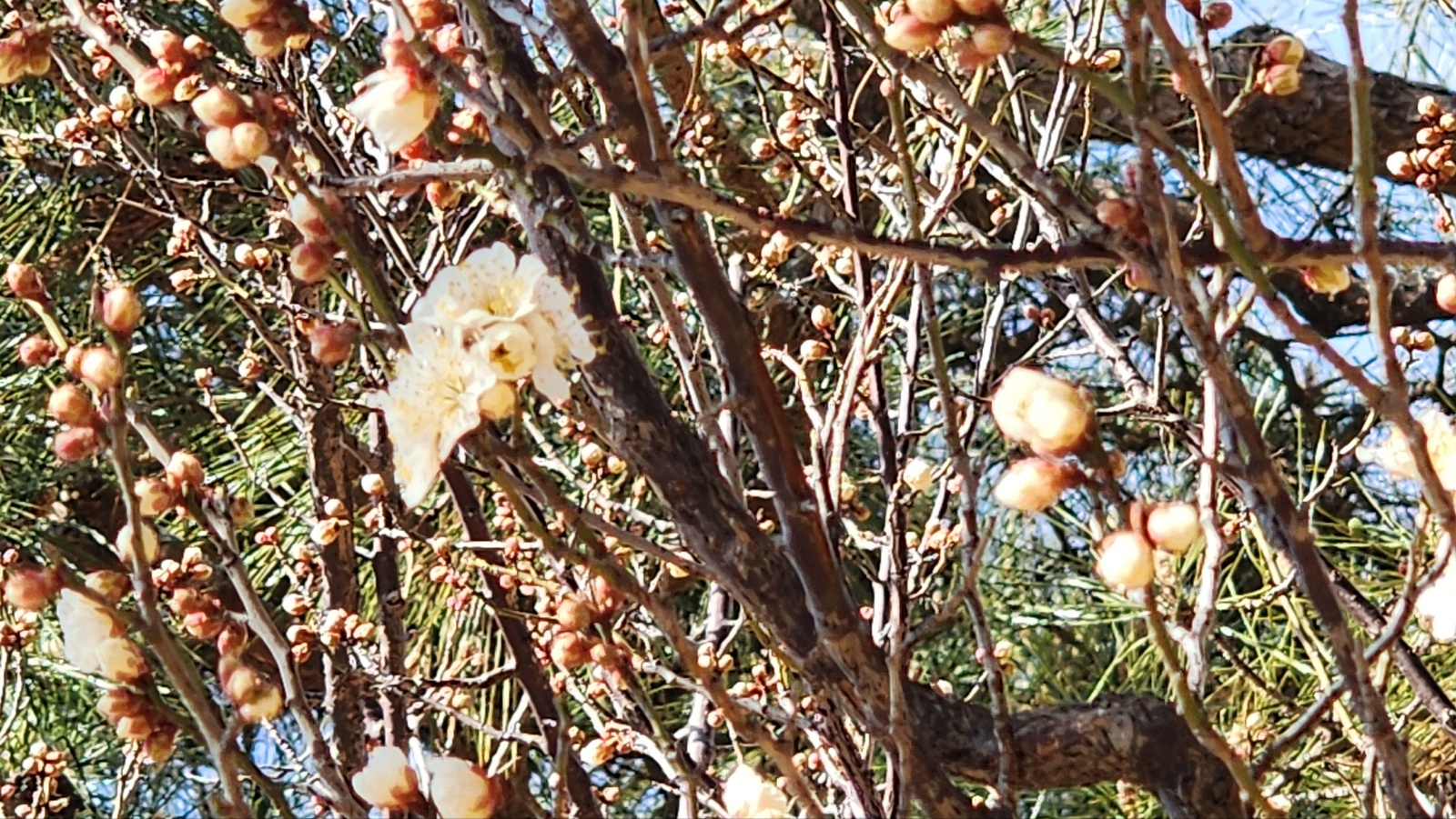 첫매화 부산 복천고분