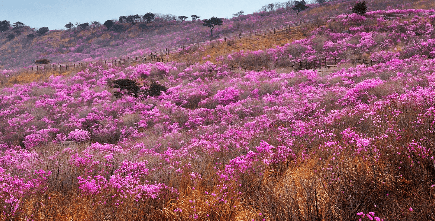 비슬산 참꽃문화제