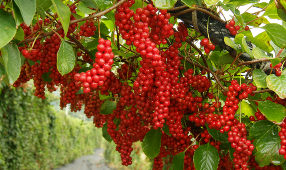 문경 오미자밸리 - 건강 체험 농장