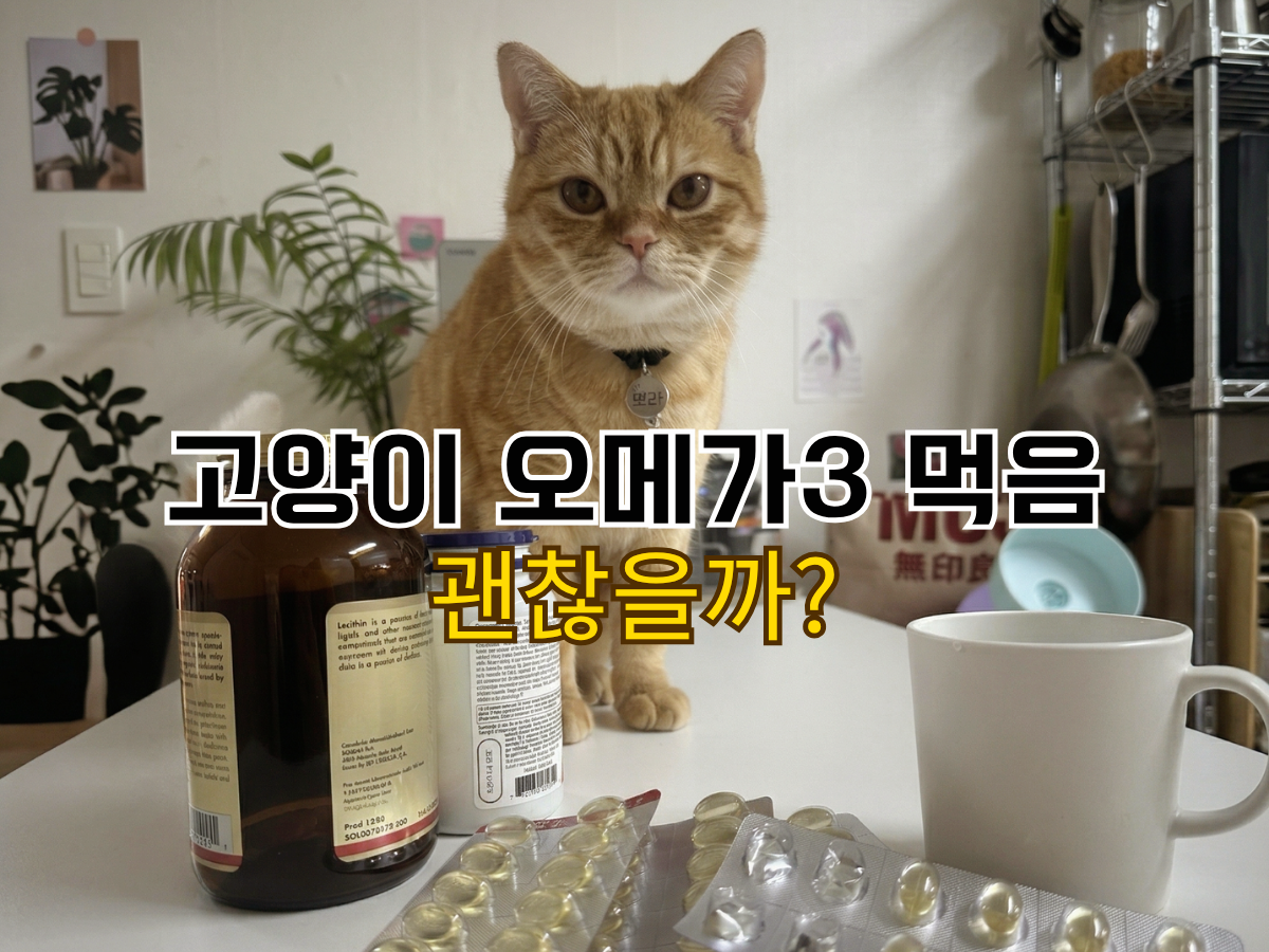 귀여운 치즈 고양이 사진과 함께 "고양이 오메가3 먹음 괜찮을까?"라는 텍스트가 적힌 블로그 썸네일 이미지