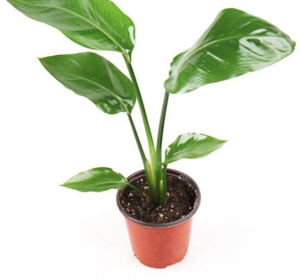 식물의 화학적 의사소통, 말하지 않아도 전해지는 신호들