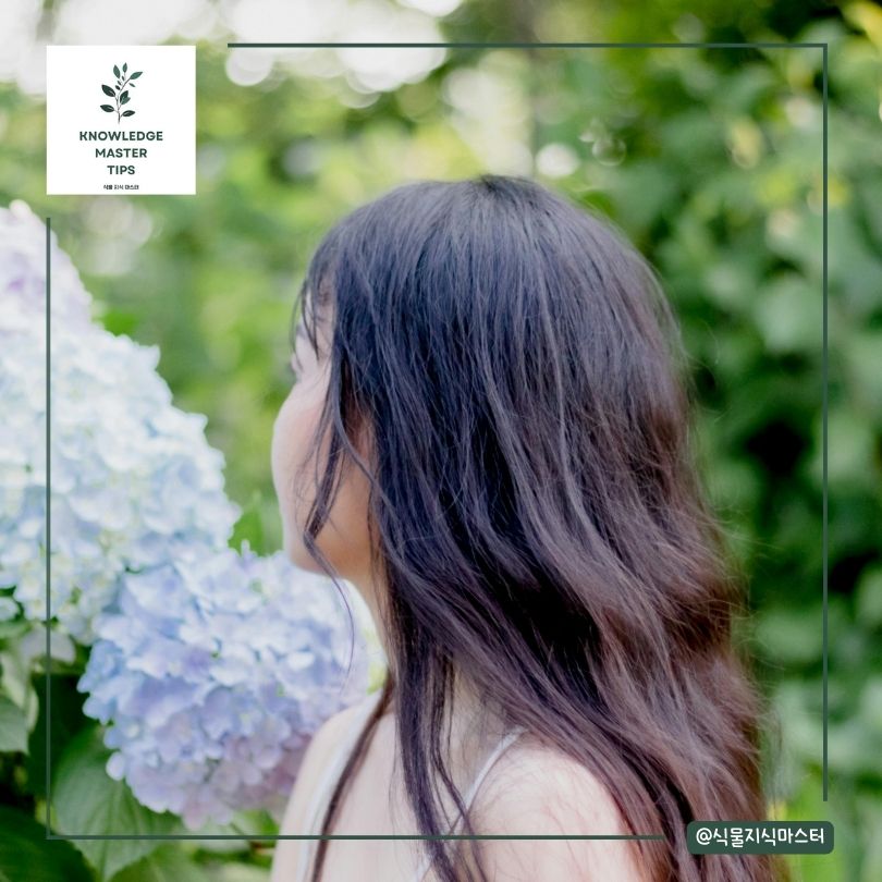 수국 키우기 - 병충해 관리법