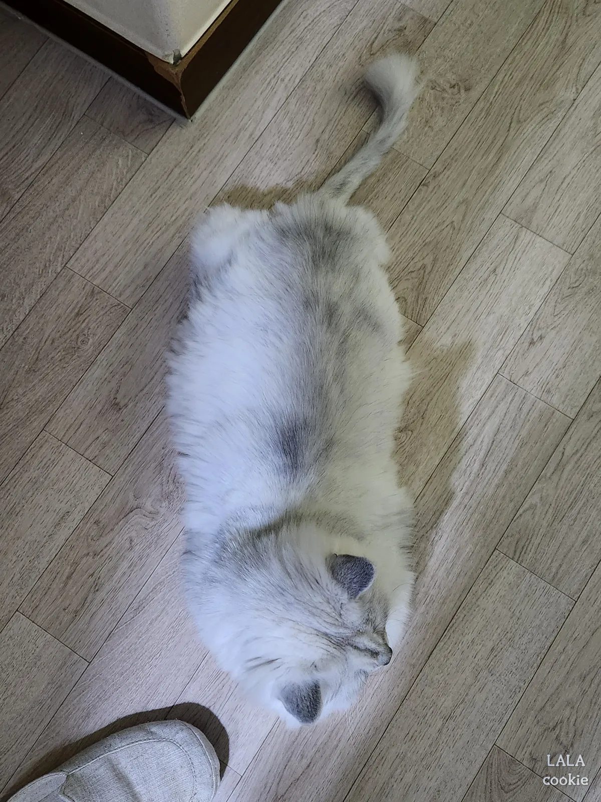 고양이-다이어트-위에서-내려다본-고양이