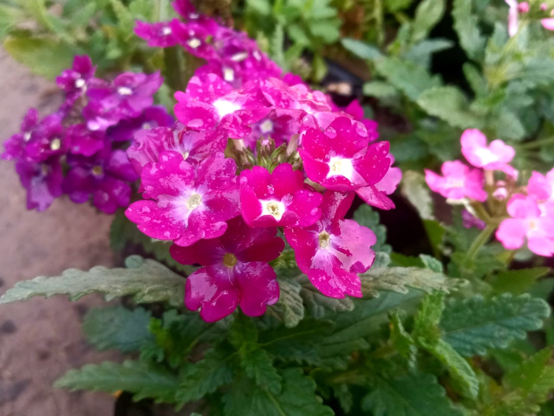 Vervain