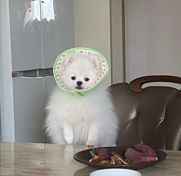 고구마_강아지