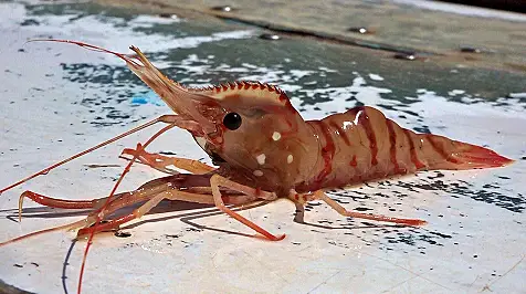 울릉도 바다의 귀한 보물, 독도새우 방송 업체 가게 정보