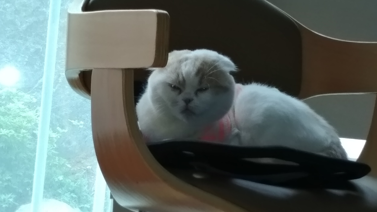 고양이