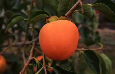 대봉감 10kg 가격, 대봉감 수확시기와 효능