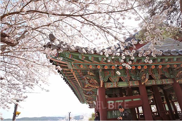강릉 경포대 벚꽃축제 - 푸른 바다와 어우러진 벚꽃의 아름다움