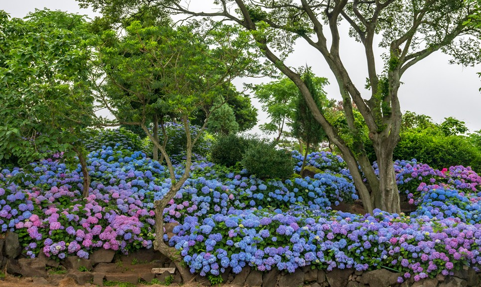 제주 마노르블랑 수국축제